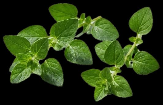 Origano